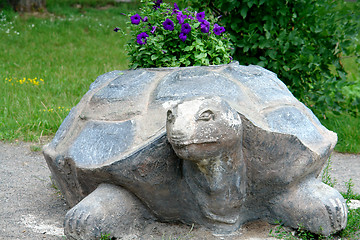 Image showing Turtle