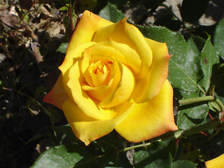 Image showing Yellow rose