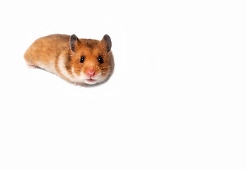 Image showing Curious Hamster