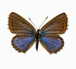 Image showing butterfly - Adonis Blue