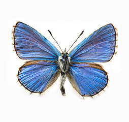 Image showing butterfly - Adonis Blue