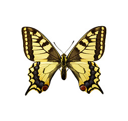 Image showing moth - Swallowtail British Race