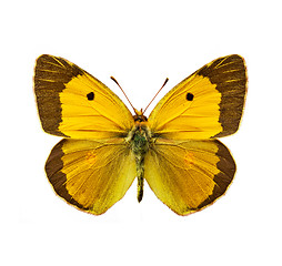 Image showing Clouded Yellow