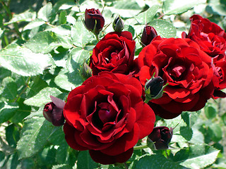 Image showing rose black red