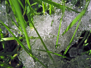 Image showing Ice Shapes after a rare Snowfall in Pisa, Italy