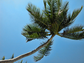 Image showing Detail of Kenya, Africa during Spring 2005