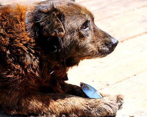 Image showing Dog Eating Fish