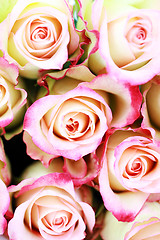 Image showing lots of roses