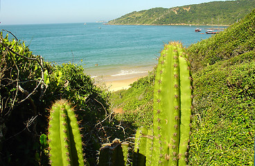 Image showing Turtle beach in Buzios