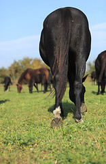 Image showing Herd of horses 