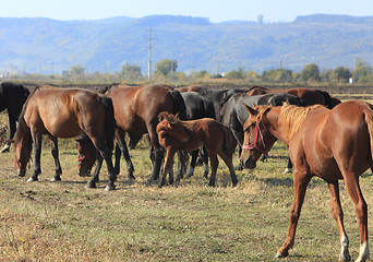 Image showing Herd of horses