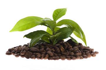 Image showing growing coffee