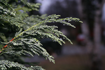 Image showing Branches closeup