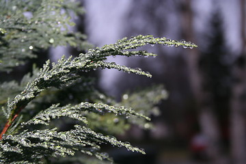 Image showing Branches closeup