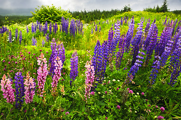 Image showing Newfoundland landscape with lupin flowers