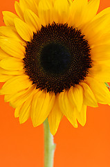 Image showing Sunflower closeup