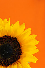 Image showing Sunflower closeup