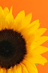 Image showing Sunflower closeup