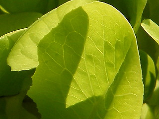 Image showing Lettuce