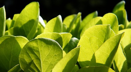 Image showing Lettuce