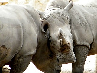 Image showing Rhinos