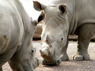 Image showing Rhinos