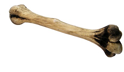 Image showing Humerus of a human