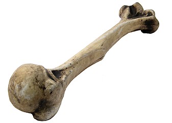 Image showing Humerus of a human