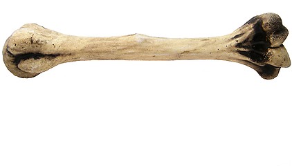 Image showing Humerus of a human