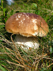 Image showing Boletus in grass