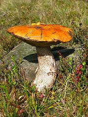 Image showing Red-capped scaber stalk in grass