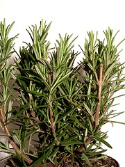 Image showing rosemary