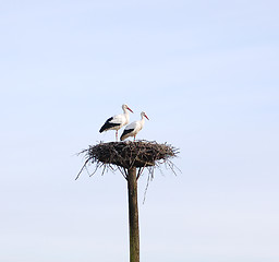 Image showing Stork