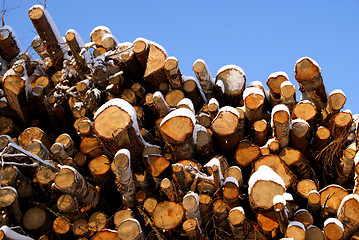 Image showing Spruce and Birch Wood Energy