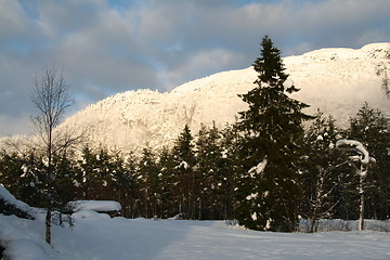 Image showing Frosty landscape
