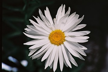 Image showing daisy