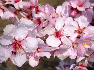 Image showing Cherry flower