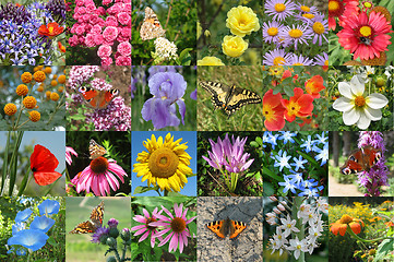 Image showing Flower and butterfly collection