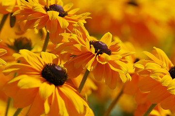 Image showing Yellow flowers