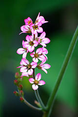 Image showing Pink flower