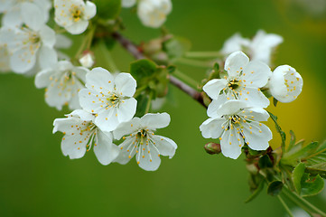 Image showing Cherry-tree flowers