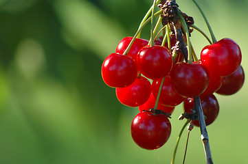 Image showing Cherry