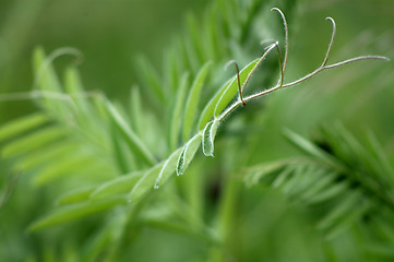 Image showing Natural green abstract