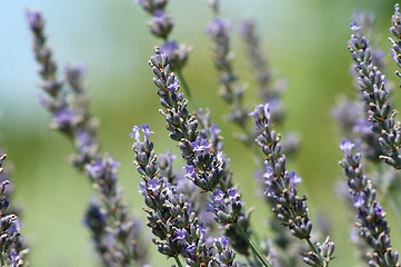 Image showing Lavender