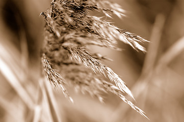 Image showing Grass in sepia