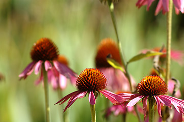 Image showing Pink flowers