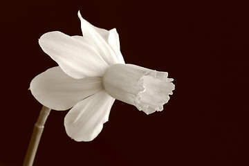 Image showing Daffodil