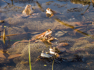 Image showing Frogs