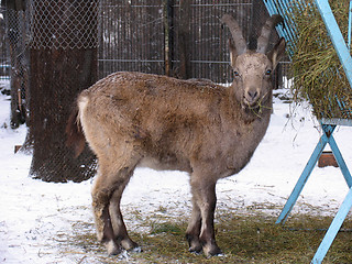 Image showing Goat