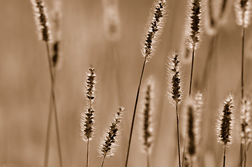 Image showing Grass in sepia